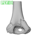 NH MER33 409 Gorilla gorilla ssp. humerus left distal ply