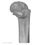 NH MER33 409 Gorilla gorilla ssp. humerus left proximal posterior