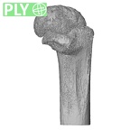 NH MER33 409 Gorilla gorilla ssp. humerus left proximal ply