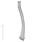 NH MER33 409 Gorilla gorilla ssp. radius left anterior