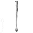NH MER33 409 Gorilla gorilla ssp. radius left medial