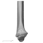 NH MER33 409 Gorilla gorilla ssp. radius left distal medial