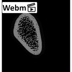 NH MER33 409 Gorilla gorilla ssp. radius left distal ct stack movie