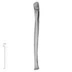 NH MER33 409 Gorilla gorilla ssp. ulna left anterior