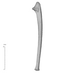 NH MER33 409 Gorilla gorilla ssp. ulna left lateral