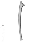 NH MER33 409 Gorilla gorilla ssp. ulna left medial