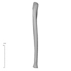 NH MER33 409 Gorilla gorilla ssp. ulna left posterior