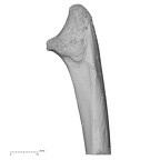 ulna left proximal