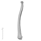 NH MER35 169 Gorilla gorilla ssp. radius anterior