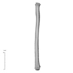 NH MER35 169 Gorilla gorilla ssp. radius lateral