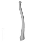 NH MER35 169 Gorilla gorilla ssp. radius posterior