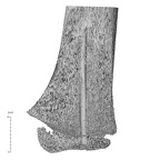 NH MER35 169 Gorilla gorilla ssp. radius right distal nail view
