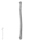 NH MER35 169 Gorilla gorilla ssp. radius right medial