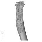 NH MER35 169 Gorilla gorilla ssp. radius right proximal nail view