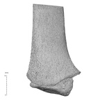 NH MER35 169 Gorilla gorilla ssp. radius right distal anterior