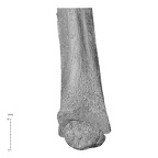 NH MER35 169 Gorilla gorilla ssp. radius right distal medial