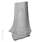 NH MER35 169 Gorilla gorilla ssp. radius right distal posterior