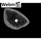NH MER35 169 Gorilla gorilla ssp. radius right distal ct stack movie