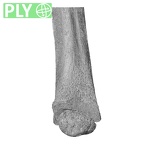 NH MER35 169 Gorilla gorilla ssp. radius right distal ply