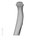 NH MER35 169 Gorilla gorilla ssp. radius right proximal anterior