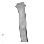 NH MER35 169 Gorilla gorilla ssp. radius right proximal medial