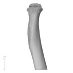 NH MER35 169 Gorilla gorilla ssp. radius right proximal posterior