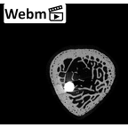 NH MER35 169 Gorilla gorilla ssp. radius right proximal ct stack movie