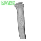 NH MER35 169 Gorilla gorilla ssp. radius right proximal ply