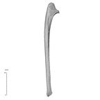 NH MER35 169 Gorilla gorilla ssp. ulna right lateral