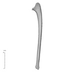 NH MER35 169 Gorilla gorilla ssp. ulna right medial