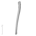 NH MER35 169 Gorilla gorilla ssp. ulna right posterior