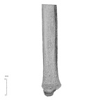 NH MER35 169 Gorilla gorilla ssp. ulna right distal anterior