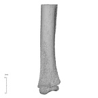 NH MER35 169 Gorilla gorilla ssp. ulna right distal medial