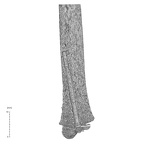 NH MER35 169 Gorilla gorilla ssp. ulna right distal nail view