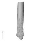 NH MER35 169 Gorilla gorilla ssp. ulna right distal posterior