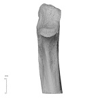 NH MER35 169 Gorilla gorilla ssp. ulna right proximal anterior