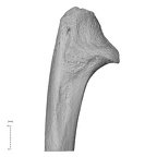 NH MER35 169 Gorilla gorilla ssp. ulna right proximal lateral