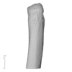 NH MER35 169 Gorilla gorilla ssp. ulna right proximal posterior