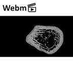 NH MER35 169 Gorilla gorilla ssp. ulna right proximal ct stack movie