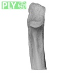 NH MER35 169 Gorilla gorilla ssp. ulna right proximal ply