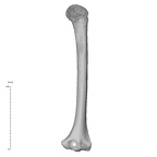 humerus left
