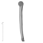 NH MER35 29 Gorilla gorilla ssp. humerus left medial