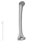 NH MER35 29 Gorilla gorilla ssp. humerus left posterior