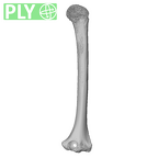 NH MER35 29 Gorilla gorilla ssp. humerus left ply
