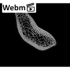 NH MER35 29 Gorilla gorilla ssp. humerus left distal ct stack movie