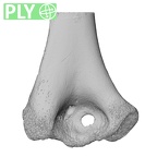 NH MER35 29 Gorilla gorilla ssp. humerus left distal ply