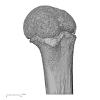 humerus left proximal