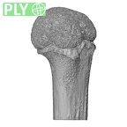 NH MER35 29 Gorilla gorilla ssp. humerus left proximal ply