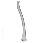 NH MER35 29 Gorilla gorilla ssp. radius left anterior