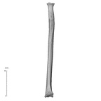 NH MER35 29 Gorilla gorilla ssp. radius left medial